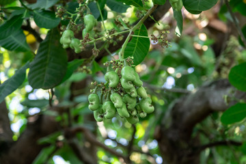 Green cashew fruits on cashew tree