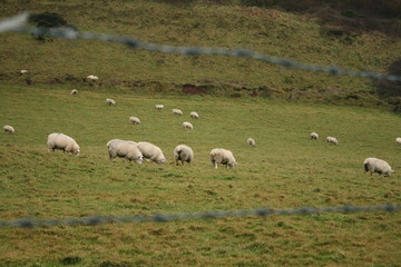 Fototapeta premium ovejas de irlanda