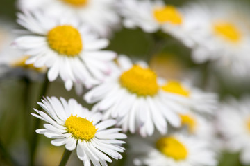 Close up of Bellis perennis the common daisy of the family Asteraceae © Pedro Bigeriego