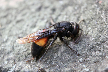 close up photo of a stinging bee that is dying and has begun to be surrounded by ants