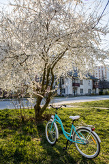  Blooming tree with white flowers in spring. Bicycle Parked on Road