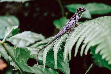 A gray small lizard sits on a green leaf of fern in the wild. Jungle. Panama - Powered by Adobe
