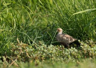 Grey francolin in green