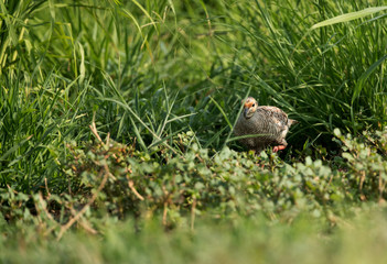 Grey francolin coming out from grasses