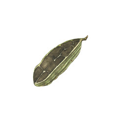 Cardamom opened with seeds isolated on white background. Watercolor hand drawing illustration for design food, cooking, mulled wine, medicine, aromatherapy. One cardamon spice.