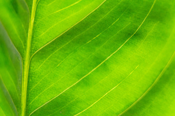 Green summer leafy pattern. Large leaves. Background for graphic design of agro booklet.