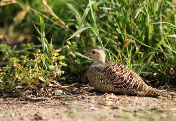 Grey francolin resting