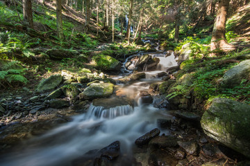 fliessender bach mit felsen in einem wald