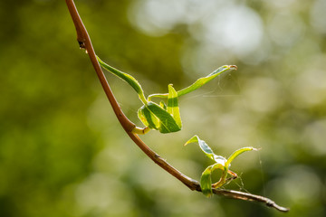 Macro focus view of a willow tree leaf and twig against a blurred background. It shows delicate spiders web material with detail of some of the leaf structures.