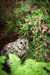 owl near a tree