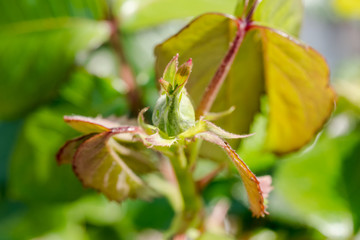Macro focus, shallow view of a rose bud within a few days of blooming.