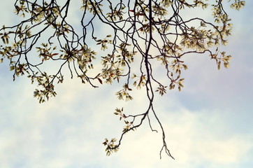 Zarte weiße Blüten an einem Zweig