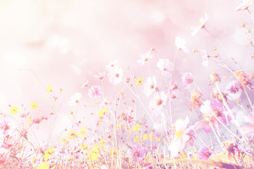 Beautiful Soft and blur of cosmos flowers with bokeh in vintage style for background.