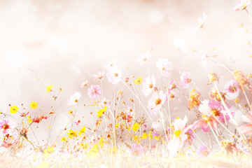 Beautiful Soft and blur of cosmos flowers with bokeh in vintage style for background.