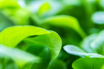 Summer green grass closeup. Large leaves. Agricultural field with plants in the sun. Background for...