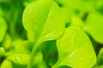 Summer green grass closeup. Large leaves. Agricultural field with plants in the sun. Background for graphic design of agro booklet.