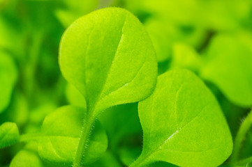Summer green grass closeup. Large leaves. Agricultural field with plants in the sun. Background for graphic design of agro booklet.