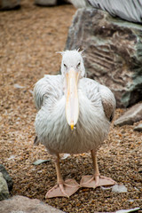 pelican in the zoo