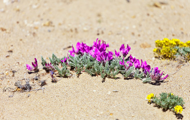 Sandy beach of Baikal Lake. Hairy perennial flowering plants of Oxytropis with pink and purple inflorescences flowers blooming on the sand in the summer sunny day. Natural floral background