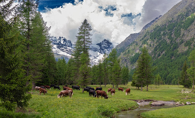 grazing cows in the green valley at the foot of the Gran Paradiso