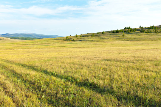 Baikal Lake. A dirt road to Cape Khoboy along the steppe part of Olkhon Island with lush green grasses, field thistle and fragrant thyme. Summer travel, natural background, beautiful landscape