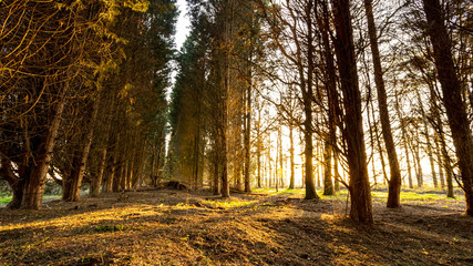 Sun setting in a small wood of fir trees