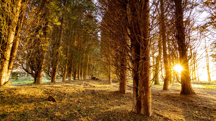 Setting sun shot in a small wood with sun between two trunks