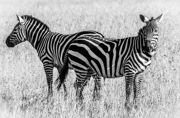 Fototapeta na wymiar Cebras en Masai Mara, África , Blanco y negro