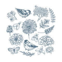 Spring floral collection. Design vector kit. Birds, flowers, butterflies. Botanical vintage illustration. Vector illustration