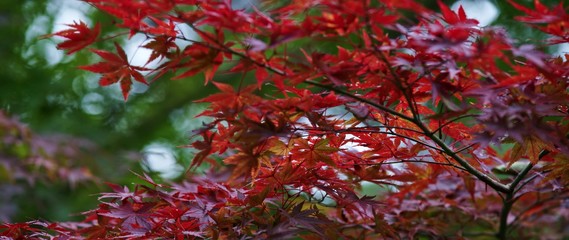 Red leaves of Japanese maple tree. Japan