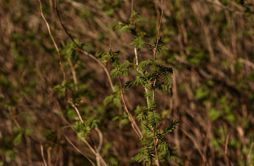 green moss on the ground