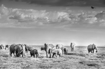 Fototapeta na wymiar Elefantes, Amboseli, África
