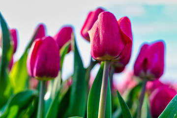 Springtime in the Netherlands, low angle view on red tulips