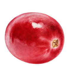 Cranberry watercolor illustration isolated on white background
