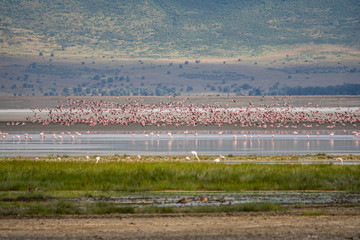 Flamencos, Ngorongoro, &Aacute;frica