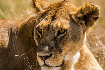 Leona, Serengueti &Aacute;frica