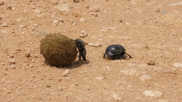 A female Flightless Dung Beetle pushing a massive dung ball to a safe spot to feast on later while a male follows closely behind.