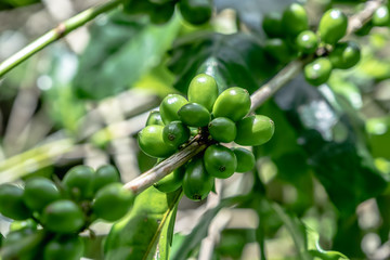 Green coffee beans growing, green arabica coffee beans on coffee tree