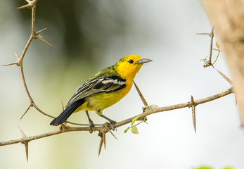 Common Lora Holding a long thorn tree and looking for food