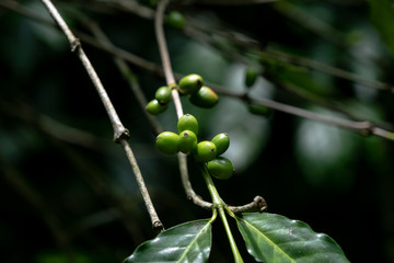 Green arabica coffee beans on coffee tree