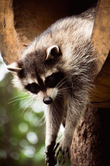 raccoon on tree