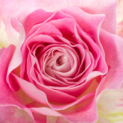Fototapeta na wymiar Pink rose blossom top view closeup