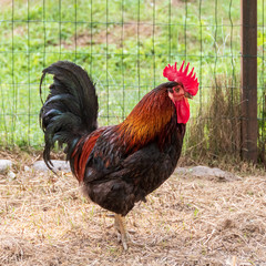 black rooster with orange streaks hovers inside the enclosure