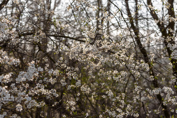 cherry blossom in spring