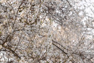 snow on the tree