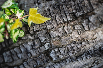 climbing to the sping