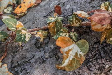 Spring flowers on bark