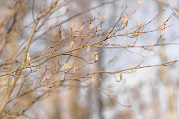 snow covered branches