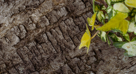 ivy on bark