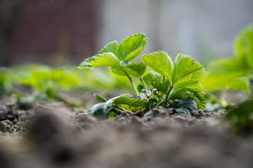 Young organic strawberry plant in a garden
